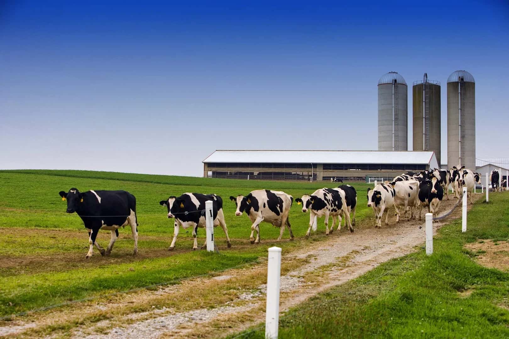 Livestock Farming