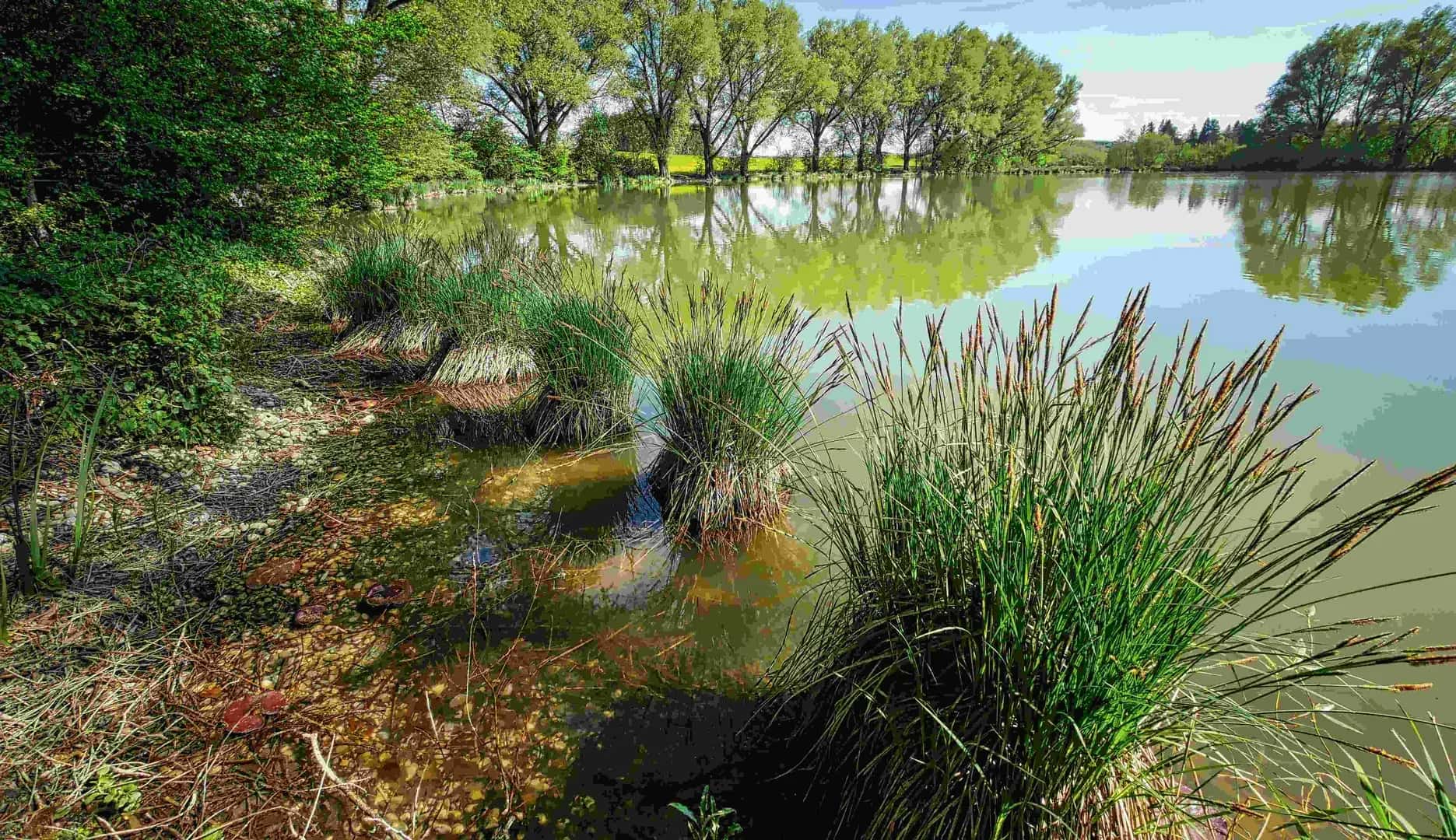 Pond & Lake Restoration